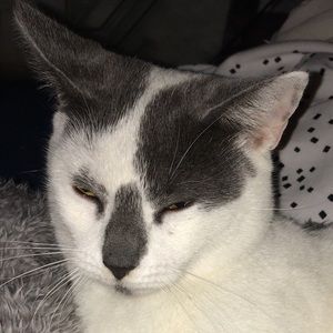 Meet your Posher, Jazzmyne